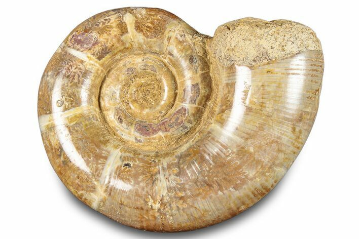 Jurassic Ammonite (Hemilytoceras) Fossil - Madagascar #283456